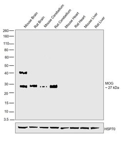 Invitrogen MOG Polyclonal Antibody 100 &mu;L | Buy Online | Invitrogen&trade; | Fisher Scientific