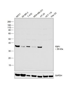 Invitrogen FBP1 Polyclonal Antibody 100 &mu;L; Unconjugated:Antibodies,