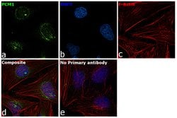 PCM1 Polyclonal Antibody:Antibodies, Polyclonal