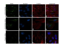 PCM1 Polyclonal Antibody:Antibodies, Polyclonal