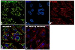Citrate Synthase Polyclonal Antibody:Antibodies, Polyclonal