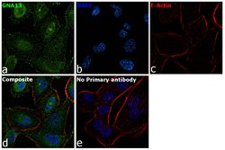 Invitrogen GNA13 Polyclonal Antibody 100 &mu;L; Unconjugated:Antibodies,