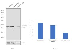 Invitrogen SMARCB1 Polyclonal Antibody 100 &mu;L; Unconjugated:Antibodies,