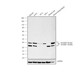 Invitrogen COMT Polyclonal Antibody 100 &mu;L; Unconjugated:Antibodies,