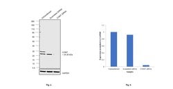 Invitrogen COMT Polyclonal Antibody 100 &mu;L; Unconjugated:Antibodies,