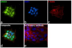 Invitrogen GNAI3 Polyclonal Antibody 100 &mu;L; Unconjugated:Antibodies,