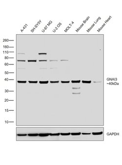 Invitrogen GNAI3 Polyclonal Antibody 100 &mu;L; Unconjugated:Antibodies,