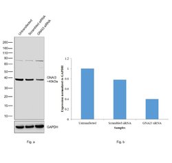 Invitrogen GNAI3 Polyclonal Antibody 100 &mu;L; Unconjugated:Antibodies,
