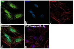 Invitrogen TAP Polyclonal Antibody 100 &mu;L | Buy Online | Invitrogen&trade; | Fisher Scientific