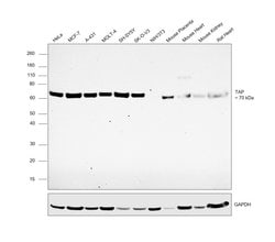 Invitrogen TAP Polyclonal Antibody 100 &mu;L | Buy Online | Invitrogen&trade; | Fisher Scientific