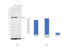 Invitrogen TAP Polyclonal Antibody 100 &mu;L | Buy Online | Invitrogen&trade; | Fisher Scientific