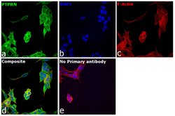 Invitrogen PTPRN Polyclonal Antibody 100 &mu;L; Unconjugated:Antibodies,