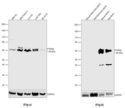 Invitrogen PTPRN Polyclonal Antibody 100 &mu;L; Unconjugated:Antibodies,