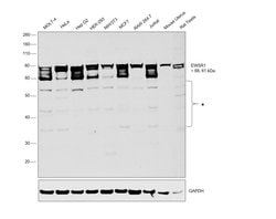 Invitrogen EWSR1 Polyclonal Antibody 100 &mu;L; Unconjugated:Antibodies,