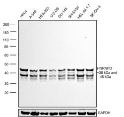 Invitrogen hnRNP D Polyclonal Antibody 100 &mu;L; Unconjugated:Antibodies,