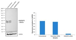 Invitrogen hnRNP D Polyclonal Antibody 100 &mu;L; Unconjugated:Antibodies,