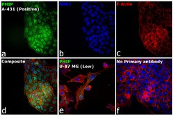 Invitrogen PHIP Polyclonal Antibody 100 &mu;L; Unconjugated:Antibodies,