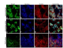 Invitrogen PHIP Polyclonal Antibody 100 &mu;L; Unconjugated:Antibodies,