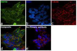 Invitrogen HSP70 Polyclonal Antibody 100 &mu;g; Unconjugated:Antibodies,