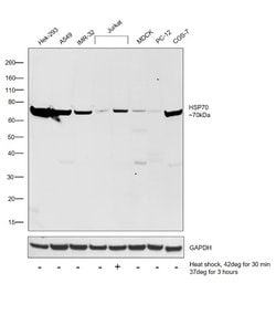 Invitrogen HSP70 Polyclonal Antibody 100 &mu;g; Unconjugated:Antibodies,