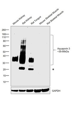 Invitrogen Aquaporin 3 Polyclonal Antibody 100 &mu;g; Unconjugated:Antibodies,