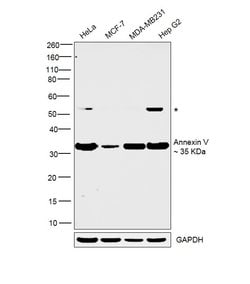 Invitrogen Annexin V Polyclonal Antibody 100 &mu;L; Unconjugated:Antibodies,