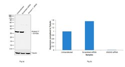Invitrogen Annexin V Polyclonal Antibody 100 &mu;L; Unconjugated:Antibodies,