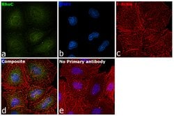 Invitrogen RhoC Polyclonal Antibody 100 &mu;L; Unconjugated:Antibodies,