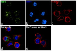 Invitrogen TSPO Polyclonal Antibody 100 &mu;L; Unconjugated:Antibodies,
