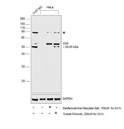 Invitrogen Carbonic Anhydrase IX Polyclonal Antibody 100 &mu;L; Unconjugated:Antibodies,