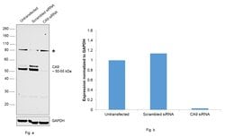 Invitrogen Carbonic Anhydrase IX Polyclonal Antibody 100 &mu;L; Unconjugated:Antibodies,