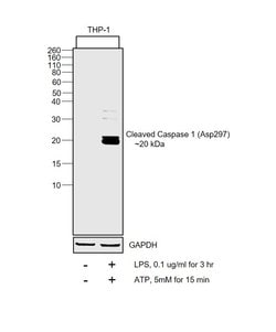 Invitrogen Caspase 1 (cleaved Asp297) Polyclonal Antibody 100 &mu;L; Unconjugated:Antibodies,