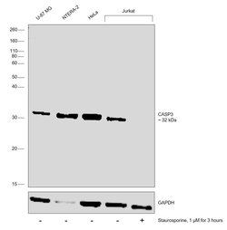 Invitrogen Caspase 3 Polyclonal Antibody 100 &mu;L; Unconjugated:Antibodies,