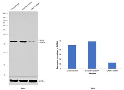 Invitrogen Caspase 3 Polyclonal Antibody 100 &mu;L; Unconjugated:Antibodies,