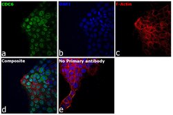 Invitrogen Cdc6 Polyclonal Antibody 100 &mu;L; Unconjugated:Antibodies,