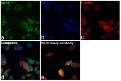 Invitrogen Cdc6 Polyclonal Antibody 100 &mu;L; Unconjugated:Antibodies,