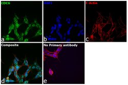Invitrogen Cdc6 Polyclonal Antibody 100 &mu;L; Unconjugated:Antibodies,