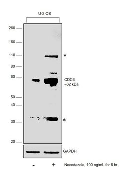 Invitrogen Cdc6 Polyclonal Antibody 100 &mu;L; Unconjugated:Antibodies,