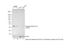 Invitrogen Phospho-CDK5 (Tyr15) Polyclonal Antibody 100 &mu;L; Unconjugated:Antibodies,