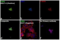 Invitrogen CDK6 Polyclonal Antibody 100 &mu;L; Unconjugated:Antibodies,