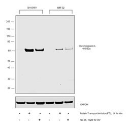 Invitrogen Chromogranin A Polyclonal Antibody 100 &mu;L; Unconjugated:Antibodies,