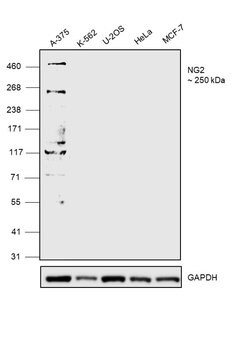 Invitrogen NG2 Polyclonal Antibody 100 &mu;L | Buy Online | Invitrogen&trade; | Fisher Scientific
