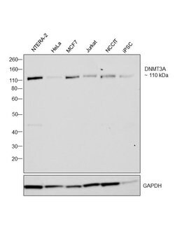 Invitrogen DNMT3A Polyclonal Antibody 100 &mu;L; Unconjugated:Antibodies,