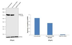 Invitrogen DNMT3A Polyclonal Antibody 100 &mu;L; Unconjugated:Antibodies,