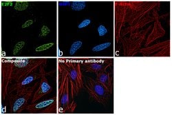 Invitrogen E2F2 Polyclonal Antibody 100 &mu;L; Unconjugated:Antibodies,