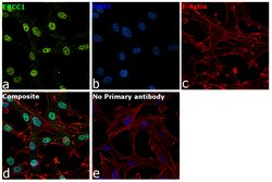 Invitrogen ERCC1 Polyclonal Antibody 100 &mu;L; Unconjugated:Antibodies,
