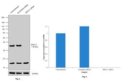 Invitrogen ERCC1 Polyclonal Antibody 100 &mu;L; Unconjugated:Antibodies,