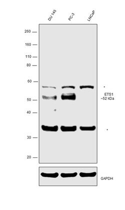 Invitrogen ETS1 Polyclonal Antibody 100 &mu;L; Unconjugated:Antibodies,