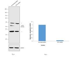 Invitrogen ETS1 Polyclonal Antibody 100 &mu;L; Unconjugated:Antibodies,