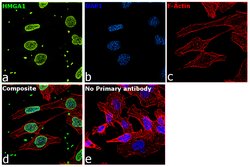 HMGA1 Polyclonal Antibody:Antibodies, Polyclonal